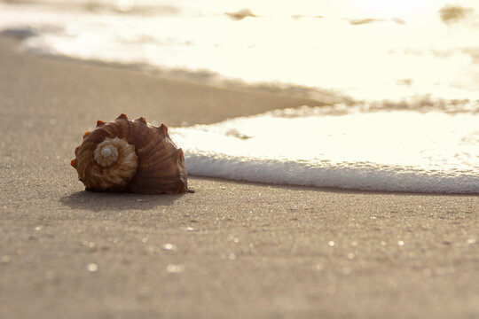 Close up of seashell on beach sand with sea foam