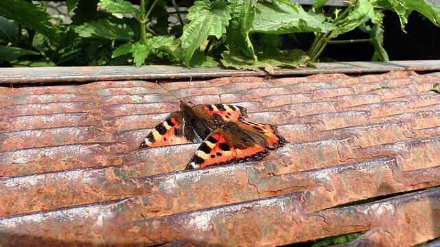 Two small tortoiseshell butterflies mating on rusty corrugated metal roof in garden