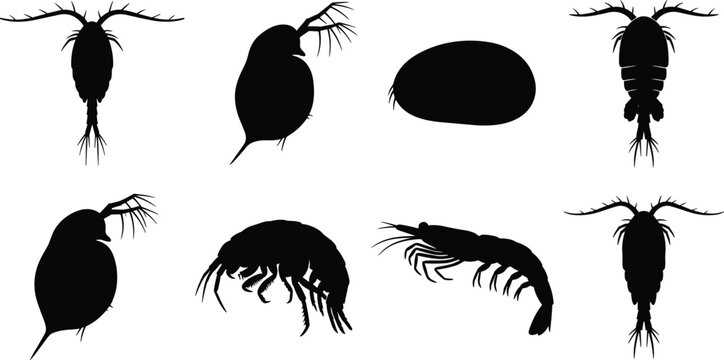 Minimalist solid black silhouette collection of microscopic aquatic zooplankton featuring copepods, daphnia, krill, and tiny crustaceans.