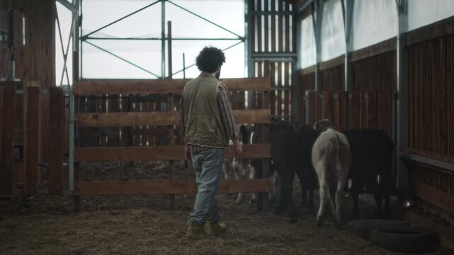 Bearded male farmer in rubber boots walking and closing wooden gate to secure young calves inside cattle pen in agricultural barn
