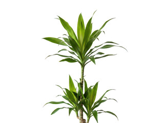 Fototapeta premium Vibrant green indoor plants isolated on transparent background