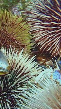 Bright and lively sea urchins thrive in their underwater habitat. Small fish swim around them, creating a dynamic scene filled with colors and movements. Nature's beauty unfolds beneath the surface.