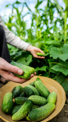 Freshly harvested cucumbers being placed into a wooden bowl in a garden © shine.graphics