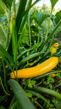 Bright yellow zucchini growing on the vine surrounded by lush green leaves