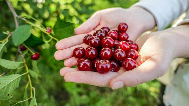 Freshly picked cherries held in cupped hands against a blurred green background