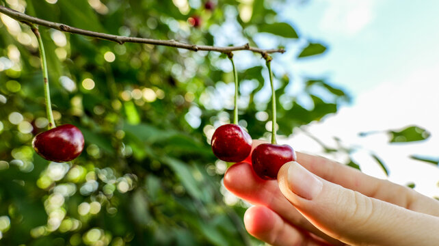 Hand reaching to pick ripe red cherries from a tree branch in summer