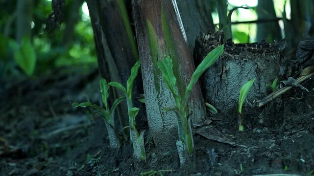 Tiny banana plant saplings sprouting in the soil of a tropical farm.
