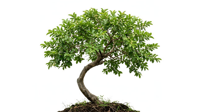 A small green bonsai tree isolated on a clean white background