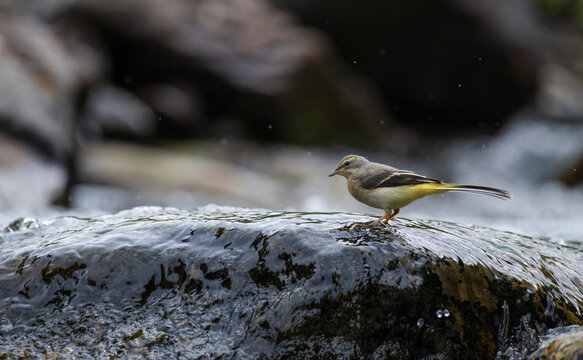 Bird (yellow wagtail) searching for food in the trickling water on a rock in the middle of the river