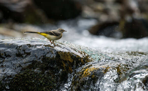 Bird (yellow wagtail) searching for food in the trickling water on a rock in the middle of the river