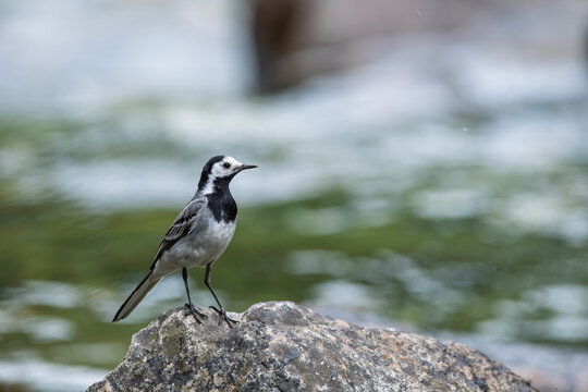 Close-up of a bird (mountain wagtail) perched on a rock in front of the river.
