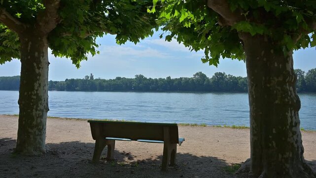 Sitzbank unter schattigen B&auml;umen mit Blick auf den ruhigen Fluss an einem sonnigen Tag, Rhein, Eltville am Rhein, Rheingau, Hessen, Deutschland
