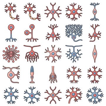 Collection of various types of neurons and glial cells in a simplified, colorful illustration style.