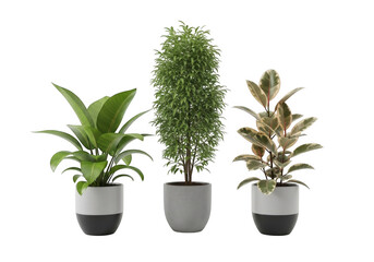Fototapeta premium Set of three different indoor plants in modern pots isolated on transparent background