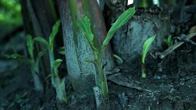 Growth of new banana shoots in a garden, highlighting natural plant propagation.