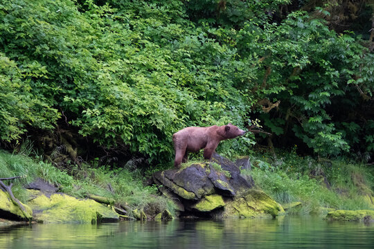Wandering Young Brown Bear, Red Bluff Bay