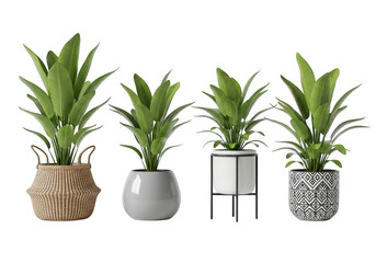 Fototapeta premium Set of four indoor house plants in various decorative pots isolated on transparent background