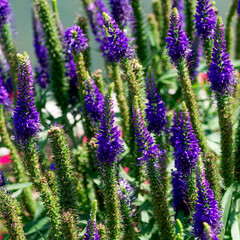 Obraz premium Spiked speedwells (Veronica spicata 'Royal Candles').Low-growing, creeping clump with erect stems, bearing lanceolate leaves with blunt teeth. Deep blue flowers clustered in long, dense spikes