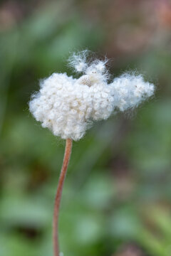 The silky-haired achenes of the snowdrop anemone (Anemone sylvestris).