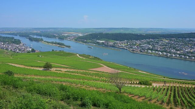 Weinberge mit verschlungenen Pfaden entlang eines Flusses unter einem klaren blauen Himmel, Rhein, R&uuml;desheim am Rhein, Rheingau, Hessen, Deutschland
