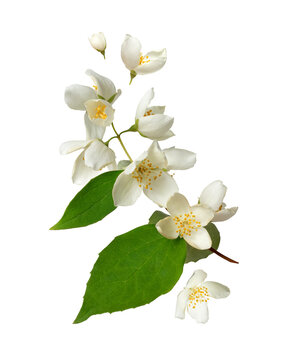 Jasmine blossoms in the air close-up isolated on a white background