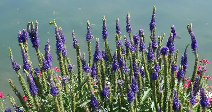 Veronica spicata 'Glory' or 'Royal Candles' | Clump of Spiked speedwells in deep blue to violet star-shaped flowers in terminal spikes covered with blunt  toothed hairy ovale leaves 