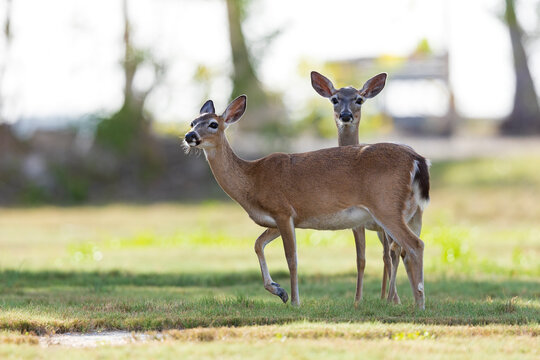 Key deer (Odocoileus virginianus clavium) walking in a field