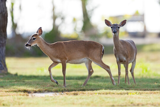Key deer (Odocoileus virginianus clavium) walking in a field