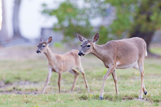 Key deer (Odocoileus virginianus clavium) walking in a field