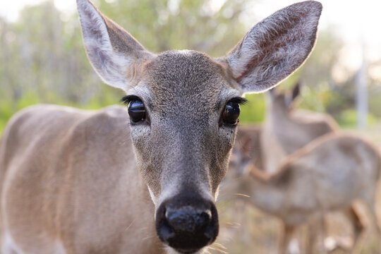 Close up portrait of a Key deer (Odocoileus virginianus clavium)