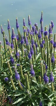 Clump of Veronica spicata 'Royal Candles' (Spiked speedwell).Hairy lanceolate green leaves, blunt teeth and inflorescence in spikes of small, star-shaped, deep blue flowers are borne in summer