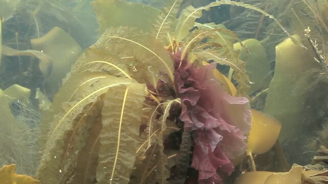 A captivating glimpse beneath the surface. Sunlight dances on the aquatic foliage, illuminating the swaying sea flora in an ocean garden, exhibiting unique patterns.