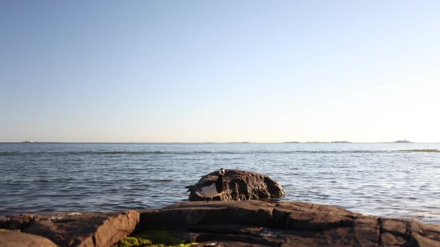Lone barnacle goose standing on coastal rocks beside the sea with a distant horizon creating a calm wildlife scene in a natural marine environment