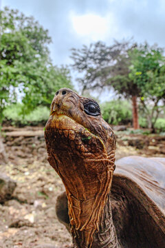 Tortise in Captivity, Galapagos