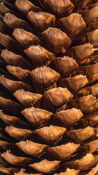 Macro Texture of Brown Pine Cone Scales Close-up Background