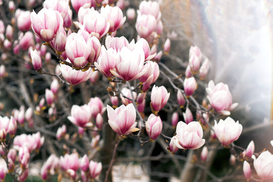 Artistic pink magnolia blossoms with dreamy blur effect in spring garden
