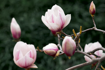 Fototapeta premium Soft pink magnolia blossoms and buds on branch with blurred green background
