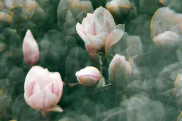 Dreamy magnolia blossoms with soft blur and pastel tones in spring nature © watcherfox