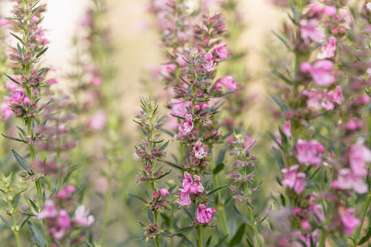 Hyssop shrub with pink blooming stems (Hyssopus officinalis). Popular culinary herb. Space for your text. Warm, and light-floral background.