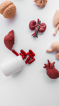 Anatomical models of organs and red capsules spilling from a white bottle
