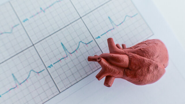 Model of a human heart resting on an electrocardiogram paper with visible heart rhythm lines