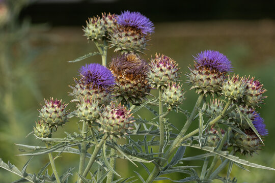 Globe artichoke plant with purple flowers and spiny buds
