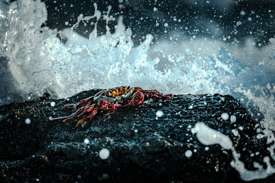 Crab in the splash of the ocean wave, Galapagos