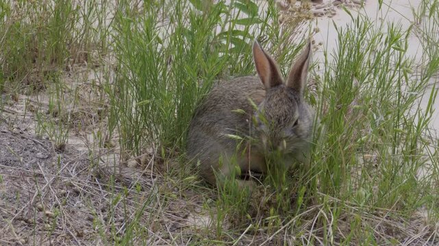 Baby rabbit in the Badlands National Park landscape