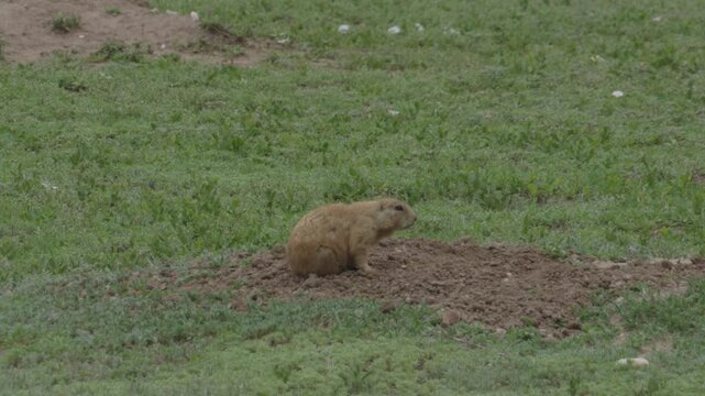 Prairie dog in Badlands National Park grasslands