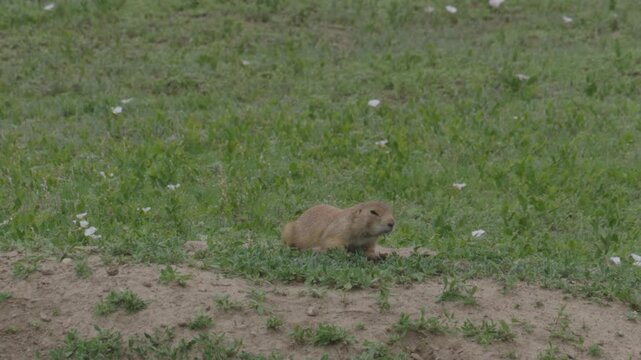Prairie dog in Badlands National Park grasslands