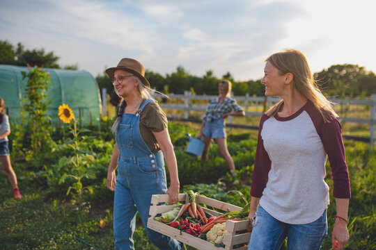 Two female farmers carrying crate full of fresh vegetables from garden harvest.