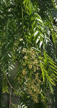 Schinus molle or Peruvian pepper tree. Light green pinnately foliage and small whitish flowers borne profusely in panicles at the ends of the drooping branches swaying slightly in the breeze