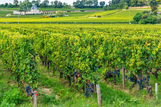 Rows of mature grapevines filled with dark grape clusters in Saint Emilion, Bordeaux, France. Wine production, seasonal harvest, vineyard agriculture, terroir, rural tourism and traditional winemaking