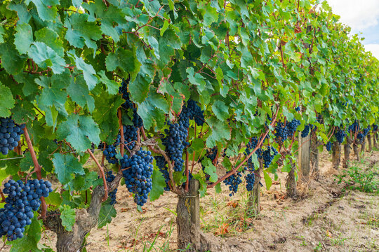 Close up of ripe dark grapes hanging beneath green leaves in Saint-Emilion vineyard, Bordeaux, France. Grape harvest, premium wine production, fresh agricultural produce, terroir and viticulture